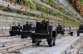 Агроробот для сбора клубники завоевал премию на конкурсе в 2024 году - agroexpert.md