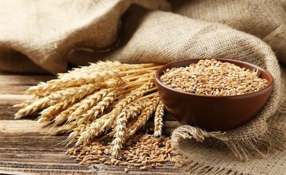 Prețurile la cereale și culturi oleaginoase sunt în scădere  - agroexpert.md