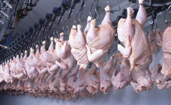 В 2024 году мировое производство мяса птицы покажет рост на 1,5-2,0% - agroexpert.md