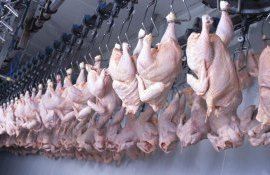 В 2024 году мировое производство мяса птицы покажет рост на 1,5-2,0% - agroexpert.md