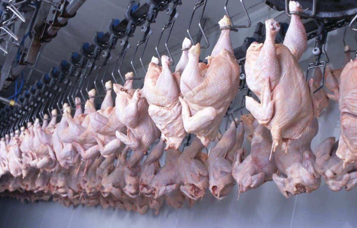 В 2024 году мировое производство мяса птицы покажет рост на 1,5-2,0% - agroexpert.md