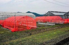 Цвет укрывных сеток имеет значение в защите лука от трипсов - agroexpert.md