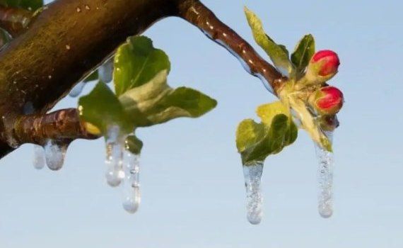 Погодные качели - риск для ранних фруктов - agroexpert.md