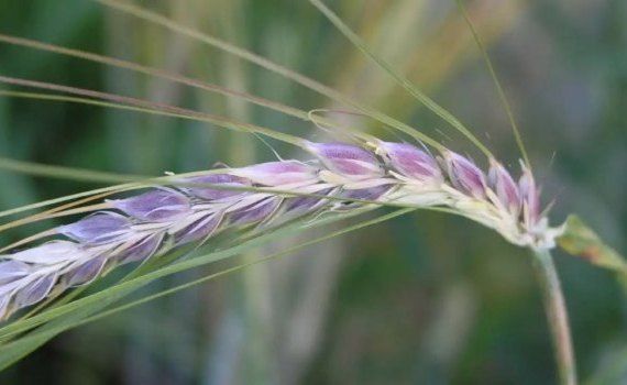 Новый сорт пшеницы с фиолетовым зерном для функционального питания - agroexpert.md