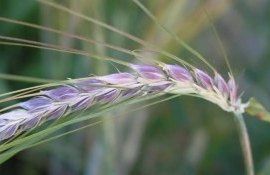 Новый сорт пшеницы с фиолетовым зерном для функционального питания - agroexpert.md