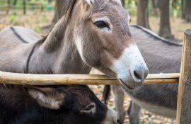 măgari Grădina Zoologică - agroexpert.md