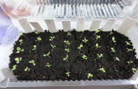 Нужна ли перекись водорода для рассады и как ее применять? - agroexpert.md