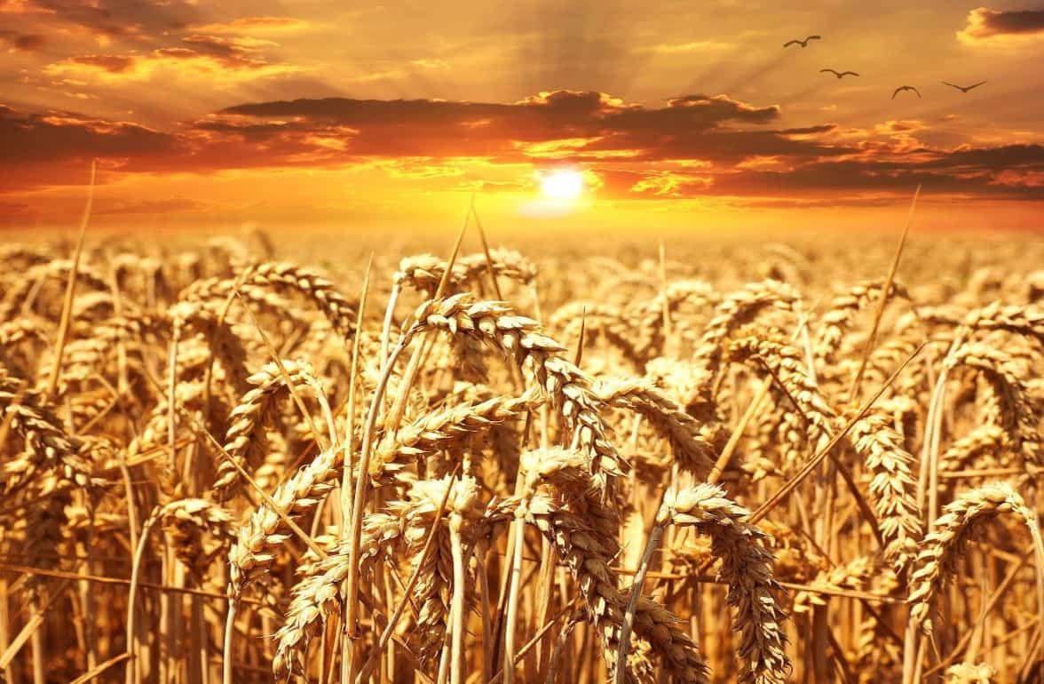 Погода в ЕС вызывает беспокойство по перспективе производства пшеницы - agroexpert.md