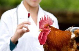 В США работы над вакциной от птичьего гриппа подходят к финишу - agroexpert.md