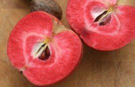 ГМО-сорт яблока с красной мякотью получился очень вкусным и полезным! - agroexpert.md