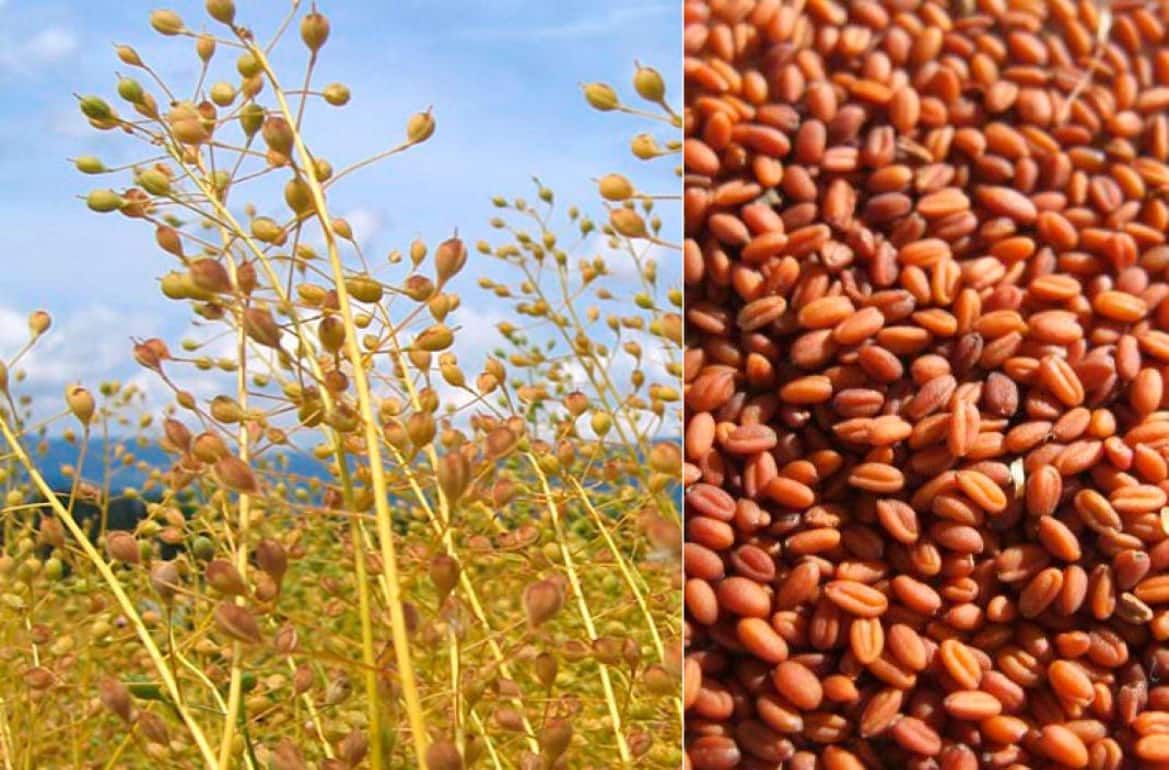 Рыжик масличный: от узконишевой культуры к массовому производству - agroexpert.md