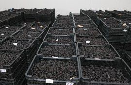 afacere prune uscate - agroexpert.md