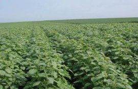 В бразильском АПК замена пестицидов на биозащиту растет по экспоненте - agroexpert.md