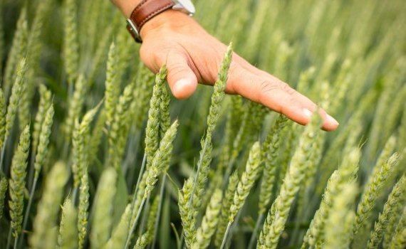 Producția minimă de grâu la hectar - agroexpert.md