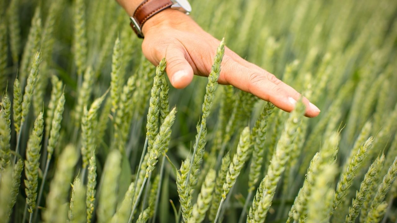 Producția minimă de grâu la hectar - agroexpert.md