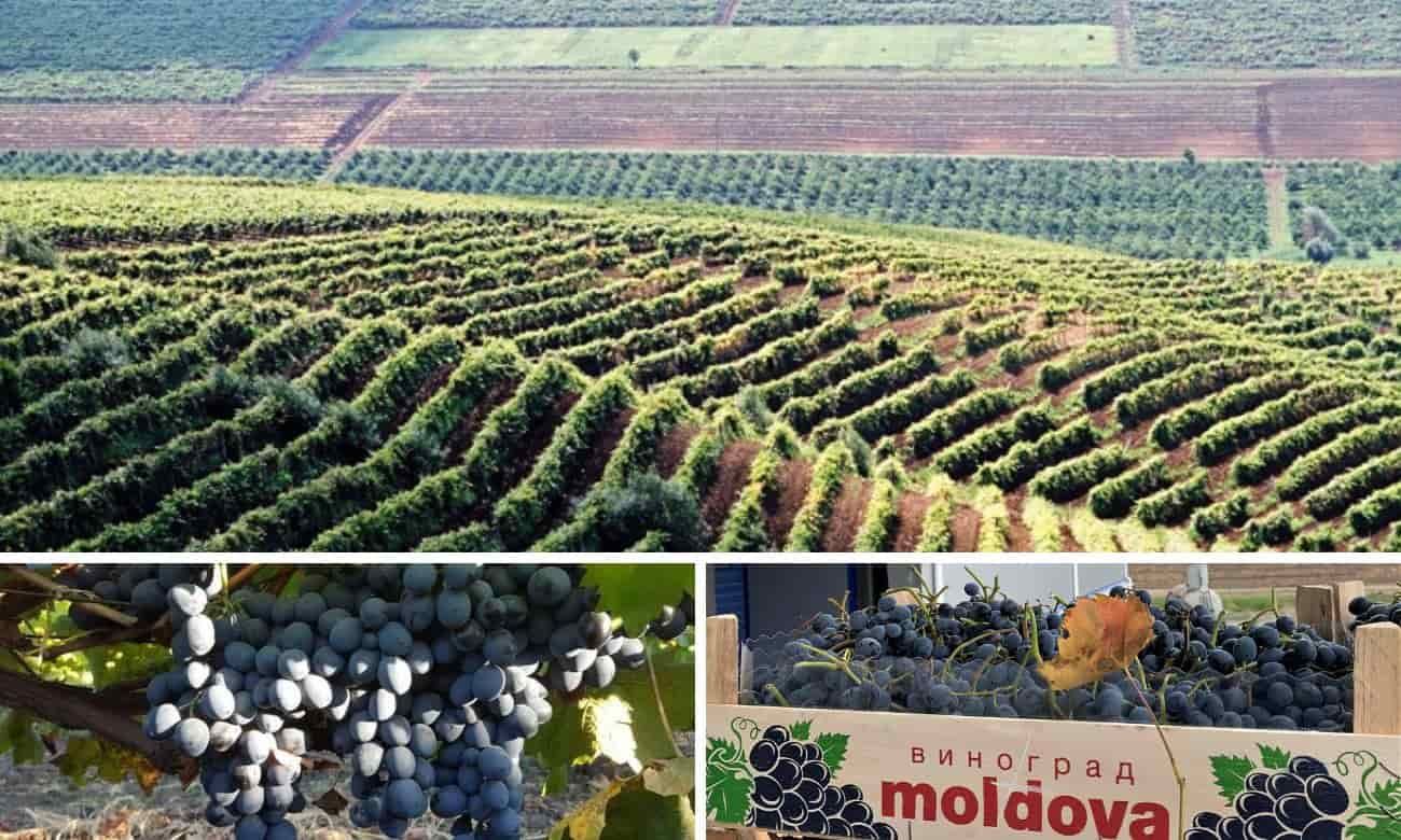 Чем был обусловлен успех молдавского винограда на внешних рынках в 2023 - agroexpert.md