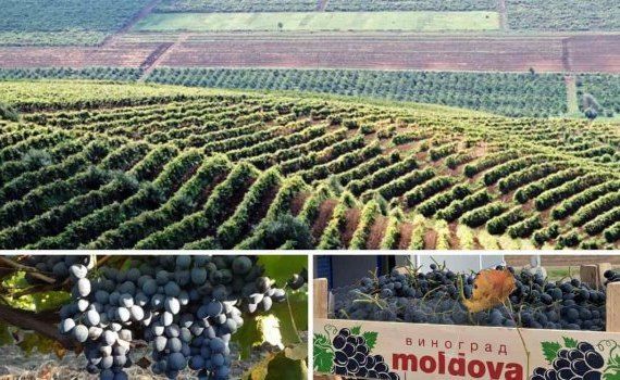 Чем был обусловлен успех молдавского винограда на внешних рынках в 2023 - agroexpert.md