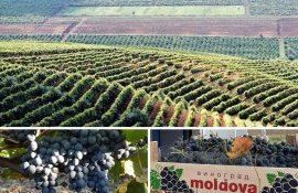 Чем был обусловлен успех молдавского винограда на внешних рынках в 2023?
