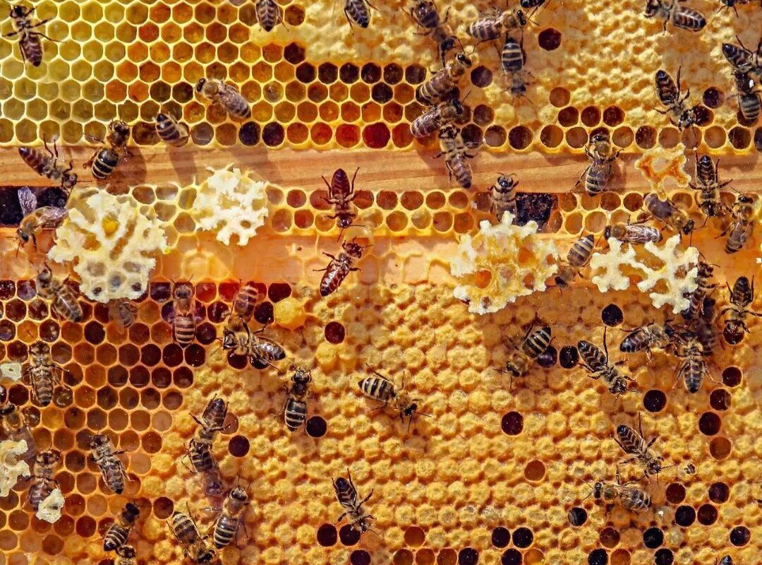 apicultori afacere apicultură - agroexpert.md