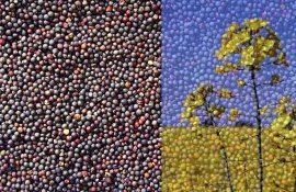 В Европе урожай рапса 2024 года падает но цены вызывают оптимизм - agroexpert.md