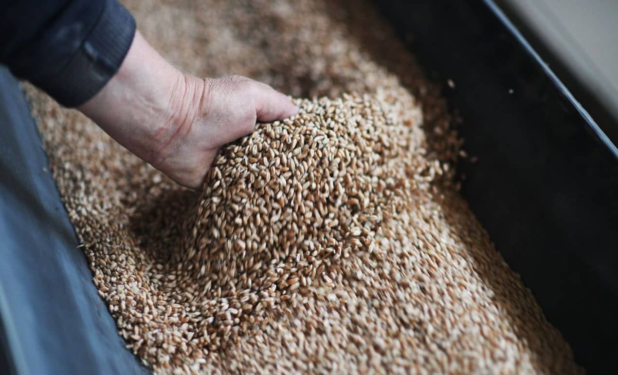 В Румынии на 15 февраля продано всего 100 тыс. тонн украинского зерна - agroexpert.md