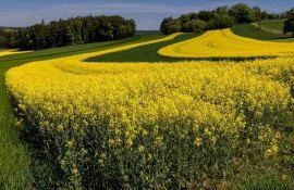 В Гагаузии урожай рапса под угрозой - гидрологическая засуха - agroexpert.md