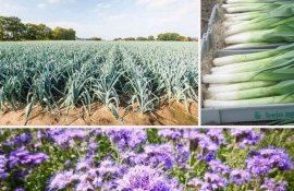 Фермерский опыт: Защита лука порея от трипсов с помощью фацелии - agroexpert.md