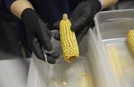 Corteva Agriscience a lansat seria video „Drumul Seminței” - agroexpert.md