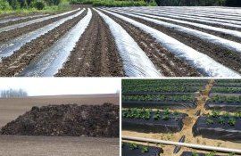 В Китае создали необычную укрывную биопленку из навоза и льна - agroexpert.md