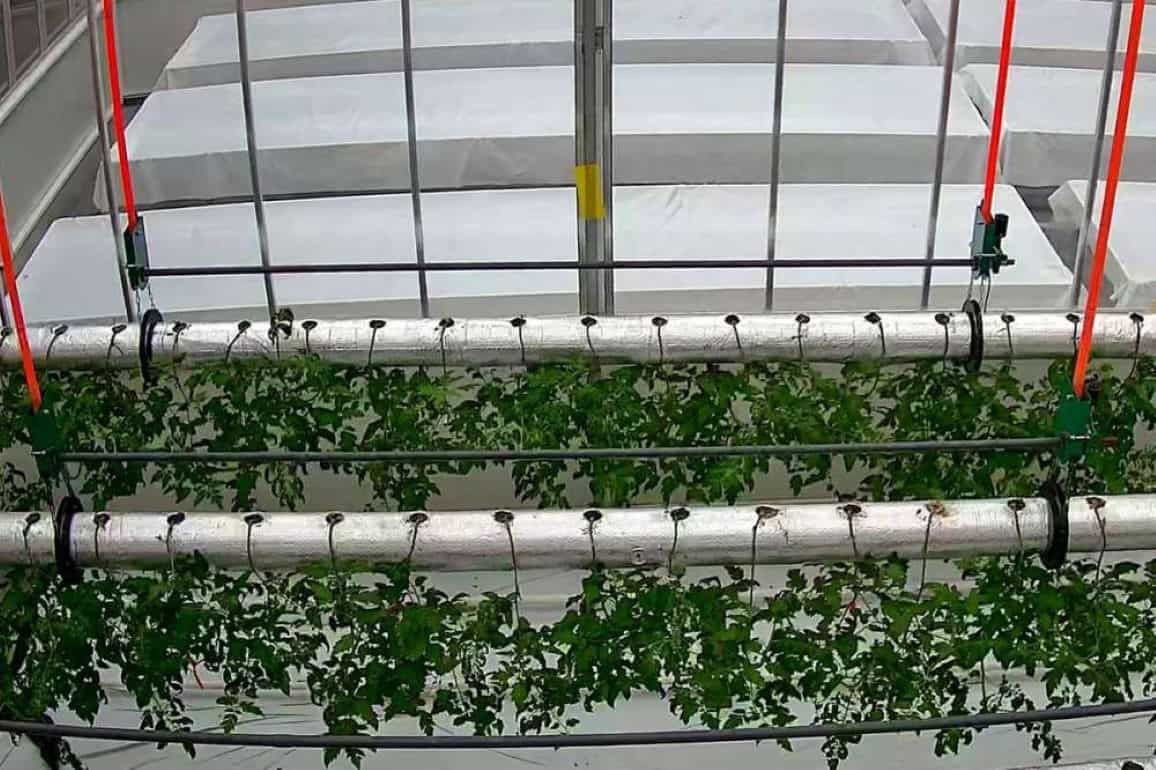 Полная роботизация теплиц требуют растений растущих вверх корнями - agroexpert.md