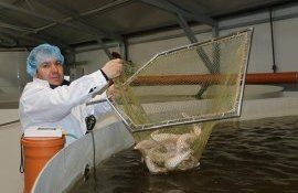 Produce caviar și vrea să-l exporte în UE. Afacerea lui Tudor Coşleţ - agroexpert.md