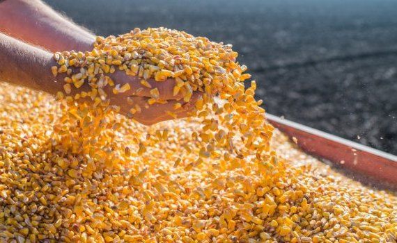 În depozitele din țară au rămas peste 1 milion de tone de porumb - agroexpert.md
