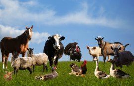 Alimentația animalelor primăvara: Recomandări pentru fermieri