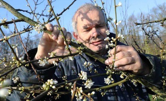 Необычно теплый февраль рискует вызвать цветение фруктов - agroexpert.md