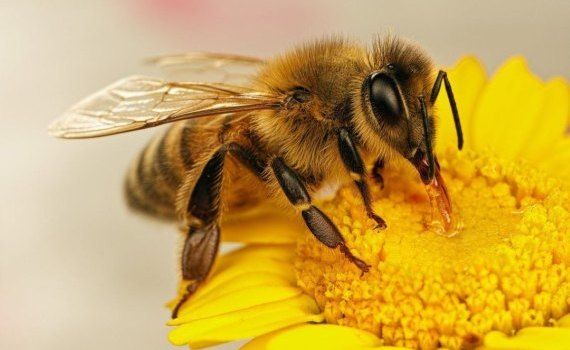 Новое оборудование для наблюдения онлайн за опылением пчелами - agroexpert.md  