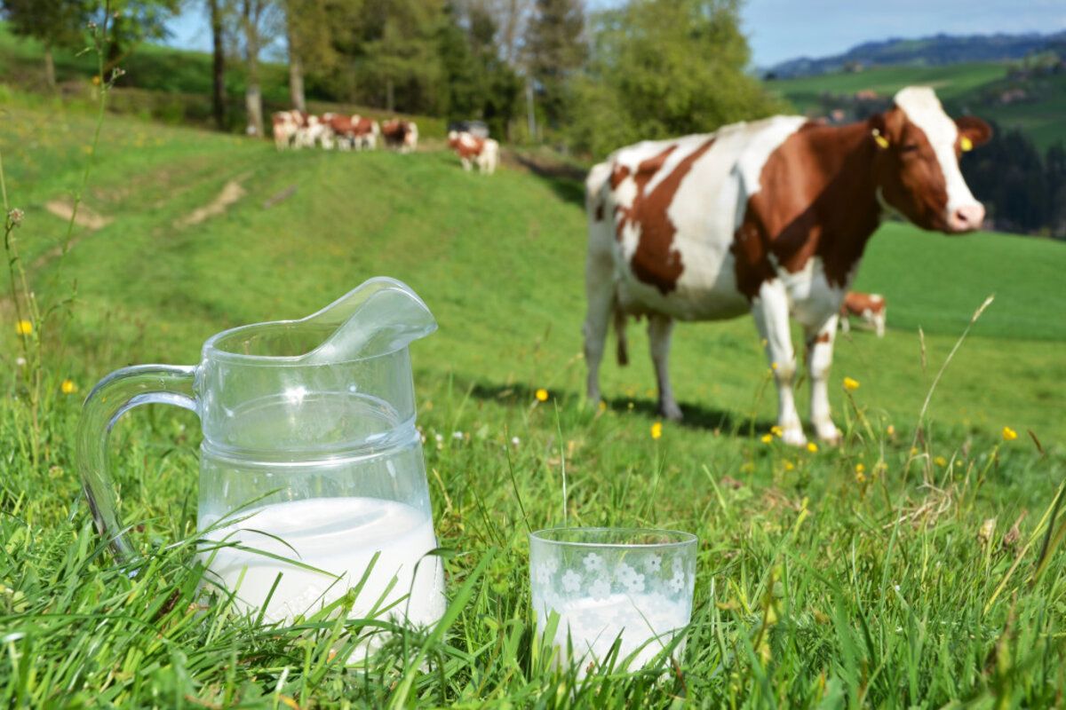 plăți directe per litru de lapte de vacă - agroexpert.md