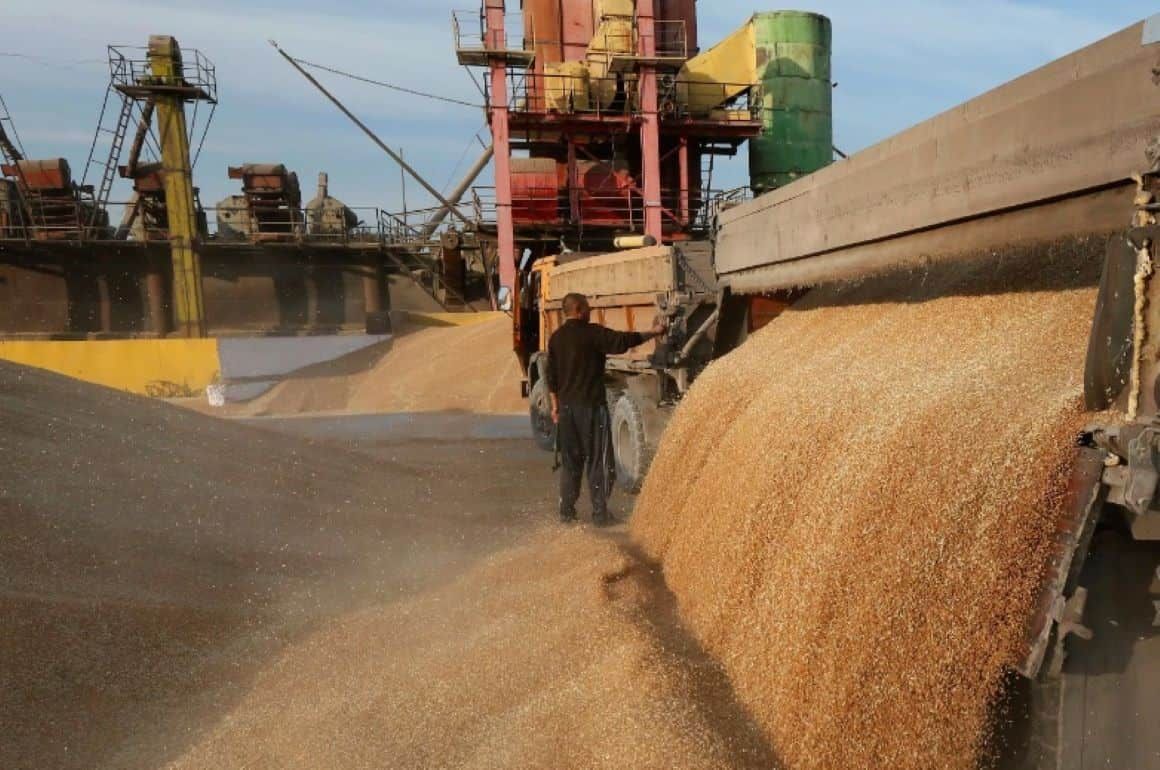 Экспорт пшеницы в феврале будет рекордным - agroexpert.md