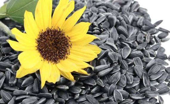 preț semințe de floarea soarelui - agroexpert.md