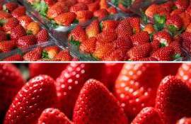 Выйдет ли ремонтантная земляника в Молдове из нишевого формата? - agroexpert.md