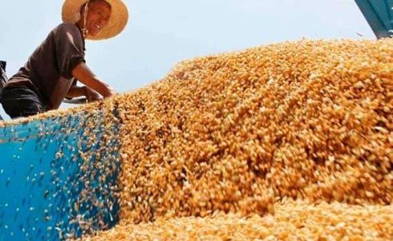 Низкие цены на зерно могут быть выгодны, кто увеличил закупки - agroexpert.md