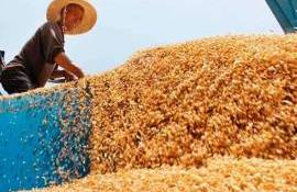Низкие цены на зерно могут быть выгодны, кто увеличил закупки - agroexpert.md