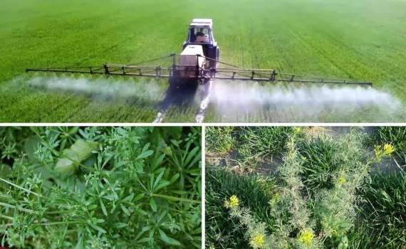 Главные критерии выбора гербицидов для защиты озимой пшеницы - agroexpert.md