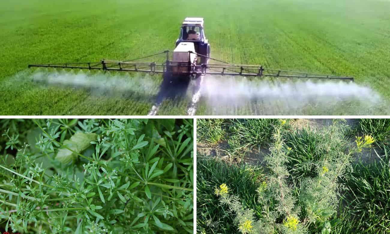 Главные критерии выбора гербицидов для защиты озимой пшеницы - agroexpert.md