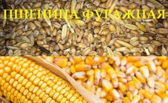 В Украине цены фуражной пшеницы и кукурузы почти сравнялась - agroexpert.md