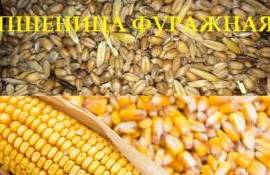 В Украине цены фуражной пшеницы и кукурузы почти сравнялась - agroexpert.md