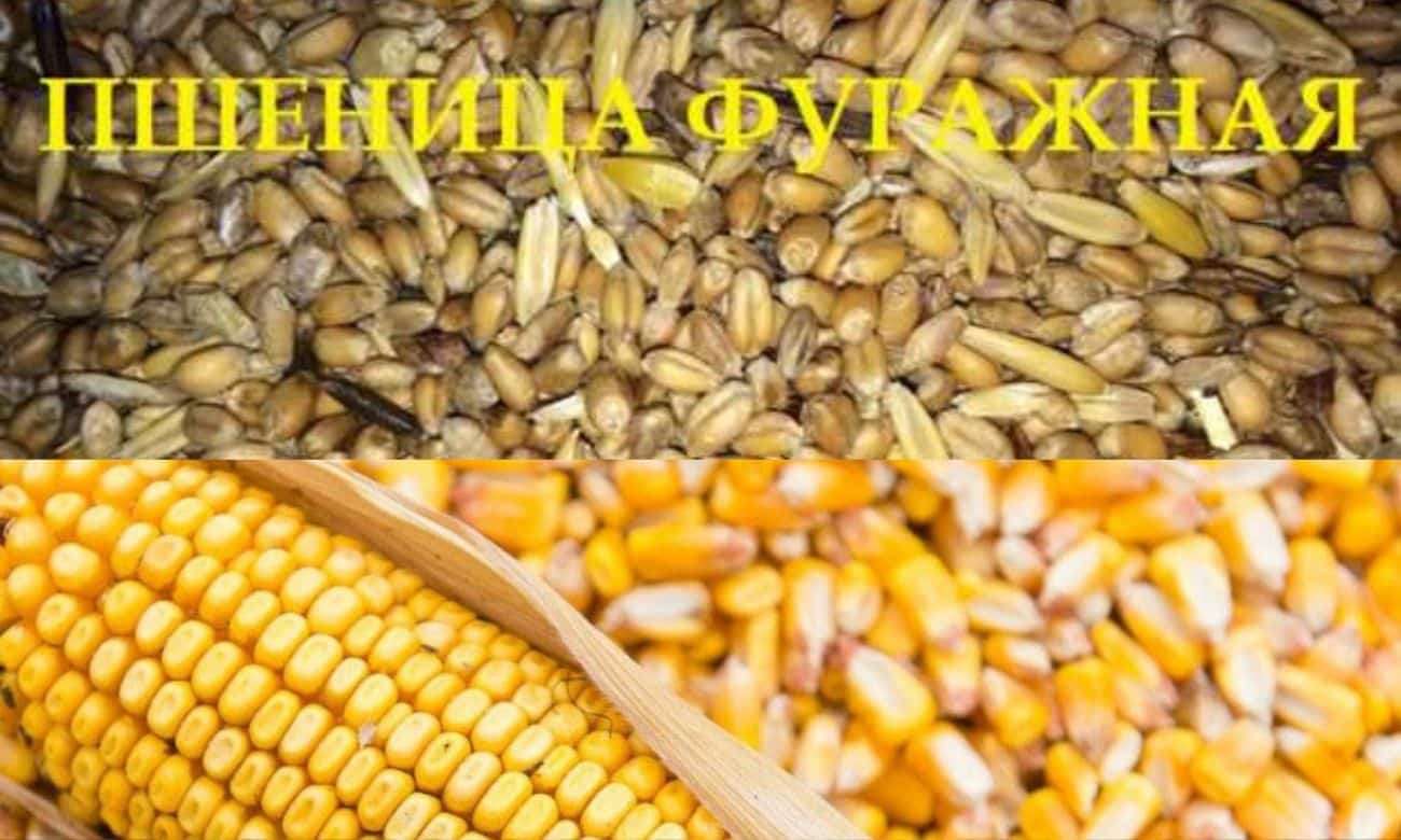 В Украине цены фуражной пшеницы и кукурузы почти сравнялась - agroexpert.md