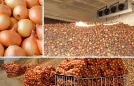 Обзор рынка лука Украины, Польши, и Молдовы – будет ли рост цен? - agroexpert.md