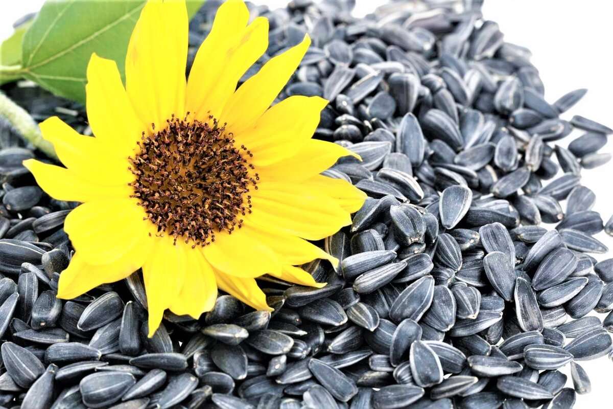 export semințe de floarea soarelui în UE - agroexpert.md
