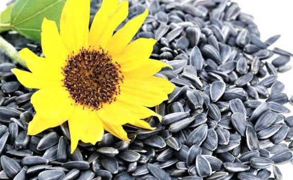 export semințe de floarea soarelui în UE - agroexpert.md