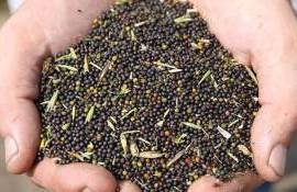 Цены в ЕС на украинский рапс будущего урожая могут вырасти - agroexpert.md